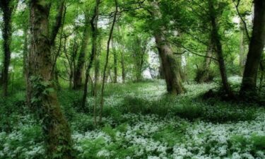forest-ireland