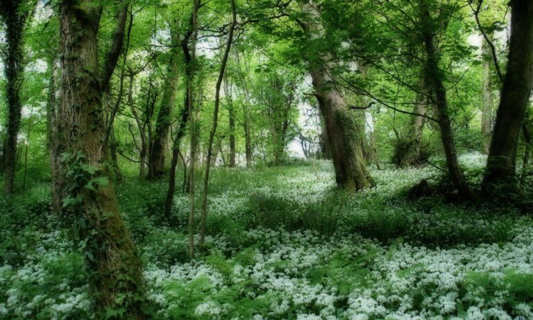 forest-ireland